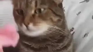 кот в шоке