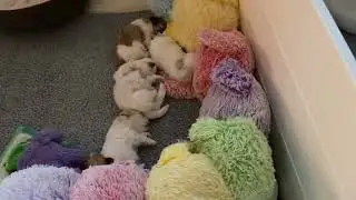 Classical Music is Good for Growing Puppies