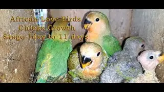 African Love Birds Chicks Growth Stage 1 to 11 days || ആഫ്രിക്കൻ ലവ് ബീഡ്സ് കുഞ്ഞുങ്ങളുടെ വളർച്ച
