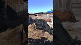 тепло!!! коровы на прогулке