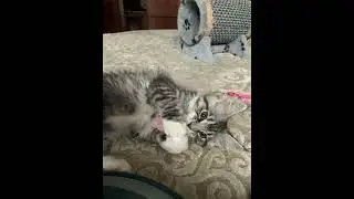 🌟Мейн Куны 🐈‍⬛котята( кошечка 🐾мейн кун 2,5 мес)
