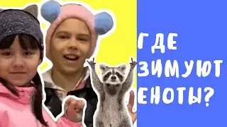 ГДЕ ЗИМУЮТ ЕНОТЫ?
