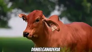 Brahman Roja 🐮🧬
