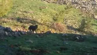 Природа и  жизнь Волк и дикие косули