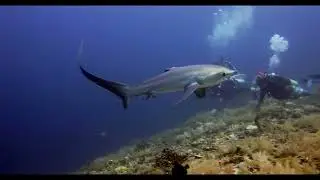 Thresher Shark Kimud Shoal