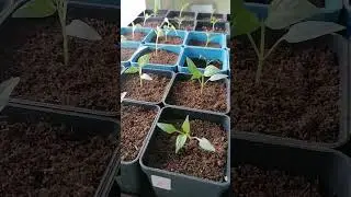 Рассада перца через 3 дня после пикировки