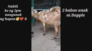Kambing kakabili lang nanganak pagdating sa bahay