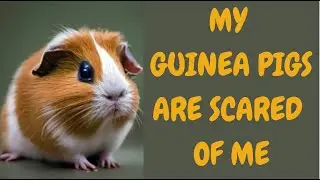 My Guinea Pigs Are Scared Of