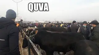 Қува мол бозор нархлари, хайвон бозор нархлари. 2022й январь