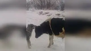 Dog and Bull / Animal Friendship