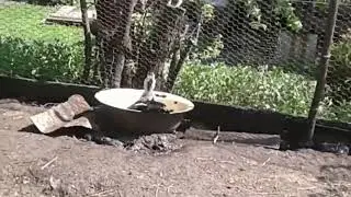 Утка вывела утят