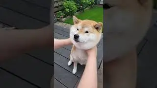 Windows  | jokeswithanimals | Тик Ток 