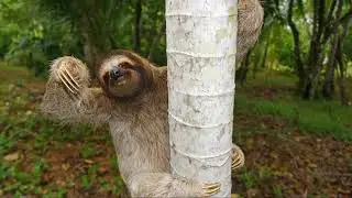 What Happens When Sloths Leave the Trees?