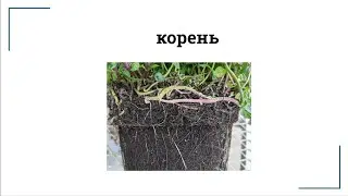 корень