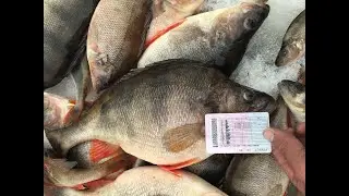 Closing of the Winter Season 2021-2022 Huge perches of one and a half kilograms on a fishing rod ...