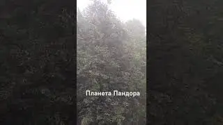 Разумный гумоноид