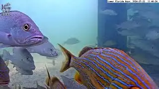 Resident Snapper Suffers HOOK Injury
