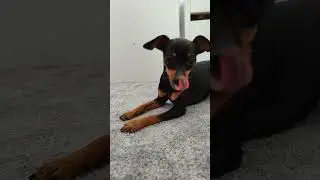 furt doma🤣 #doglover #dog #cute #marilyn
