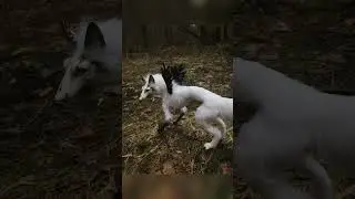 Выгуляла ангела в кошмарном лесу
