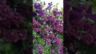 Клематисы уход