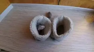 Сказка:Крысюся и Мауся.