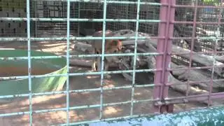 Dubai ZOO