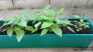Plantita sa Thailand.... part1