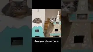 комару фанатка Ивана золо?!?!?!? 