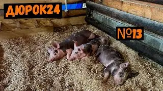 №13 ПОРОСЯТА ПОРОДЫ ДЮРОК ПОДРАСТАЮТ!!!