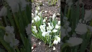ХРАБРЫЙ ЦВЕТОК ВЕСНЫ. ПОДСНЕЖНИК