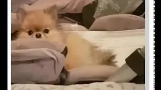 JE L' I VAMA OVO STRAŠNO? Ana Nikolić se hvali onim što njen pas radi u stanu VIDEO