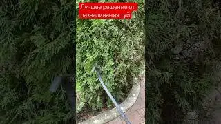 Чтобы кустарники и туи не разваливались от снега #сад#дача#растения#diy