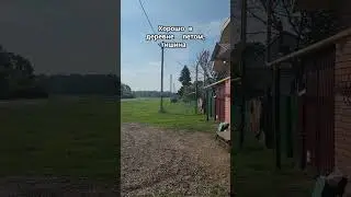 Хорошо  в деревне  летом,  тишина