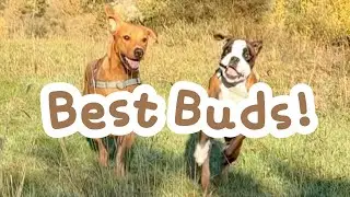 Doggo best buds!