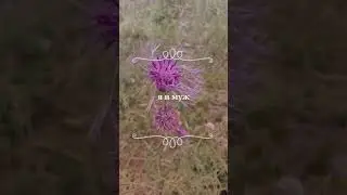 я и муж
