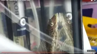 Pleco Fish Cleaning My Tank [Aquarium] (Algae Eater)