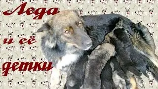 ЛЕДА И ЕЁ ДЕТКИ