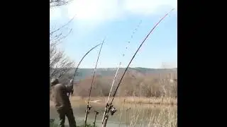 Ловля сома на донку/РЫБАЛКА