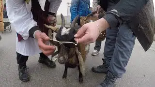 Василица 2020 Копанцe