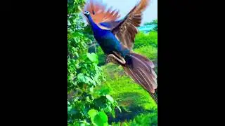 The Indian peacock, the National Bird of India