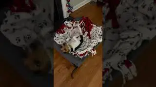 Puppy rolling around