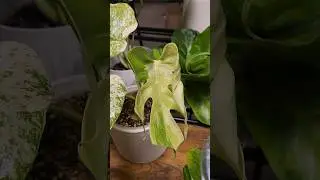 Цветочные новости 💚 9.06.24 