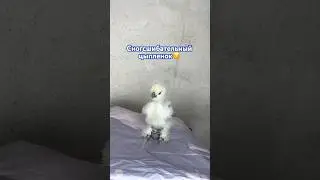 Что вы понимаете в красоте?😃 