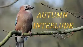 Autumn Interlude, Photos to music
