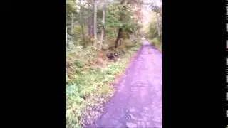 Кабаны на Курсшкой косе