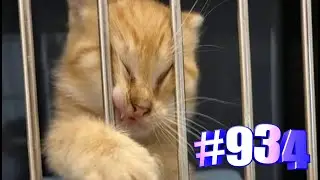 Отличное настроение с котиками💋💝🐾
