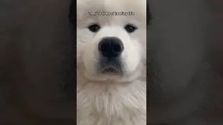 This little cute floof😂 #youtubeshorts #pets #yt #shorts #youtube #shorts #fyp #youtubereels