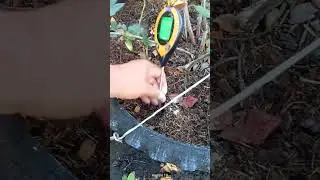 Голубика и персики в июле