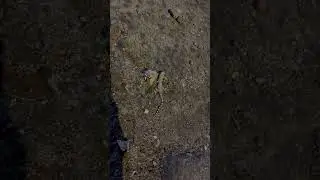 Дал-дал! Ушёл;) Он капец мелкий. Сантиметра 4 . #2024 #egypt