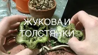 Гниль каудекса адениума‼️
